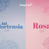 Periwinkle Blue &amp; Rose